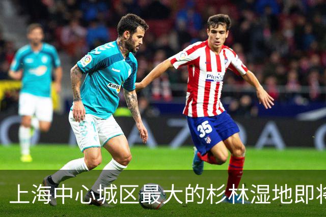 上海中心城区最大的杉林湿地即将进入最佳观赏期，记者实探